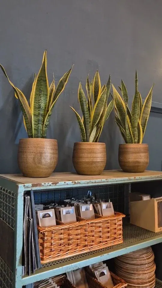Groene vibes, frisse lucht en een vleugje glamour. Ze staan klaar om jullie te ontmoeten in ons café-restaurant. 🌟
#cafelux #luxnijmegen #arthouse #greenvibes💚 #plantlover❤️